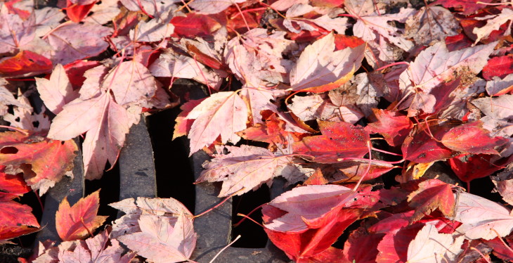 Leaves